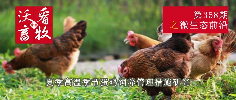 夏季高温季节蛋鸡饲养管理措施研究|微生态前沿