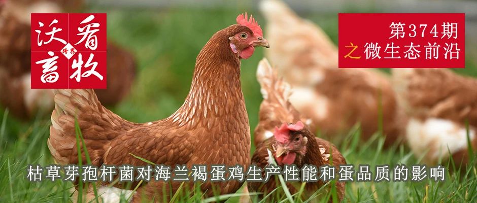 枯草芽孢杆菌对海兰褐蛋鸡生产性能和蛋品质的影响|微生态前沿