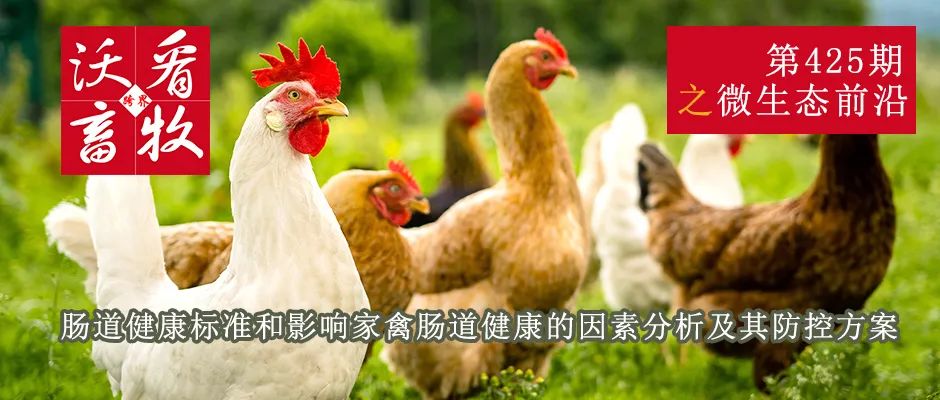 肠道健康标准和影响家禽肠道健康的因素分析及其防控方案 | 微生态前沿