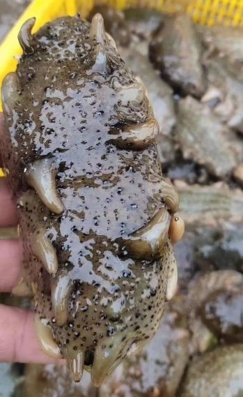 海参使用酵母细胞壁效果