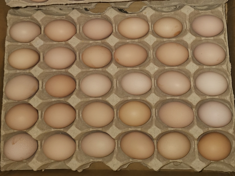 富硒鸡蛋的营养价值