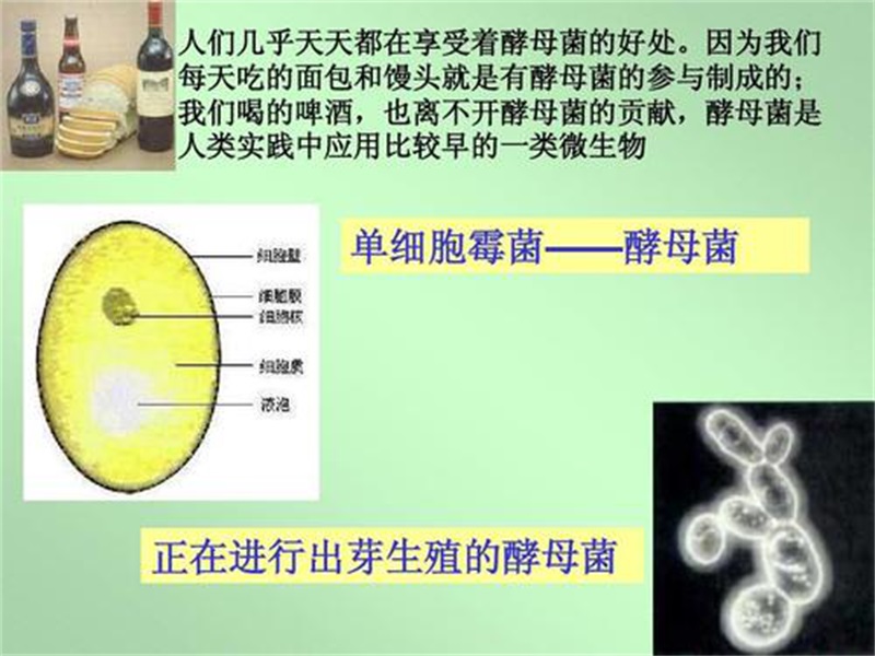 酿酒酵母发展前景