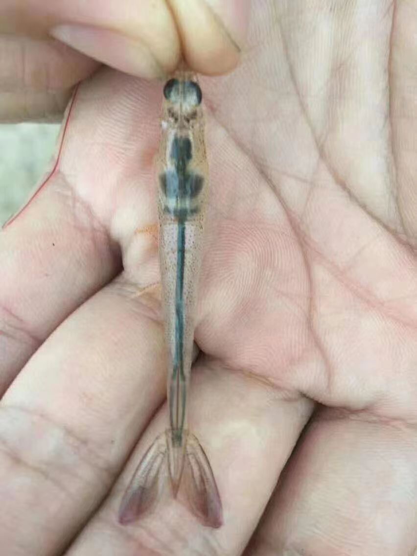 幼虾