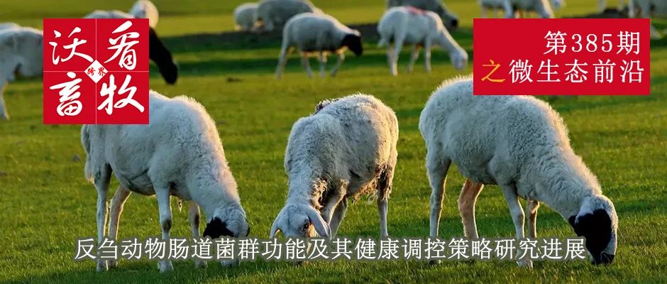 反刍动物肠道菌群功能及其健康调控策略研究进展