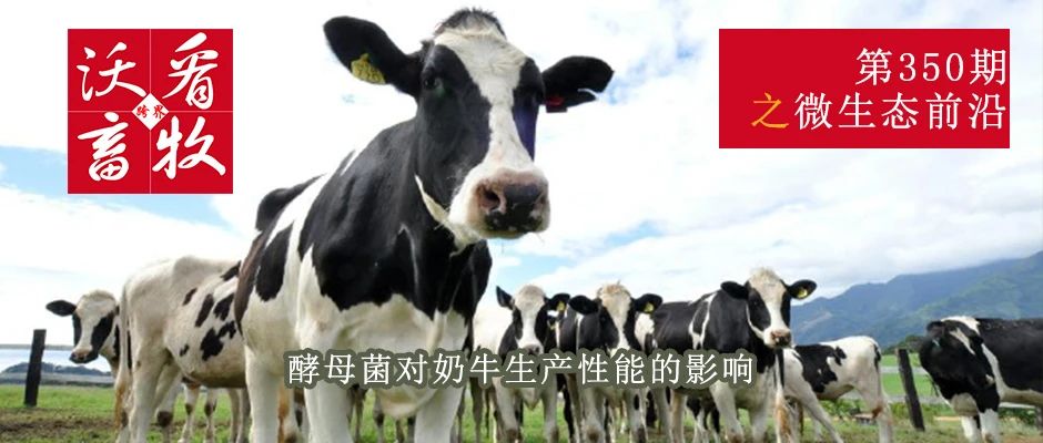 酵母菌对奶牛生产性能的影响|微生态前沿